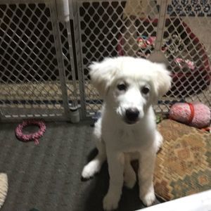 Meet your Posher, Bruce